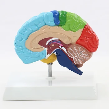 Human 1:1 Функционална област на дясното полукълбо Анатомия Човешки мозък Модел Медицина Преподаване MDN006