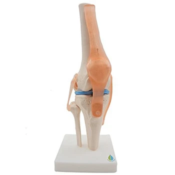 анатомична колянна става човешки коляно съвместно преподаване модел с сухожилия модел, живот размер